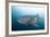 Whale Shark-Michele Westmorland-Framed Photographic Print