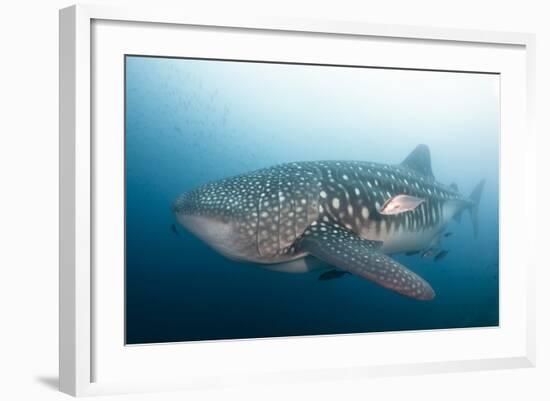 Whale Shark-Michele Westmorland-Framed Photographic Print