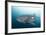 Whale Shark-Michele Westmorland-Framed Photographic Print