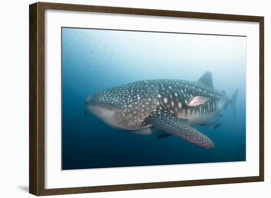 Whale Shark-Michele Westmorland-Framed Photographic Print