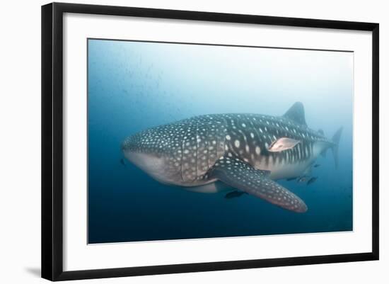 Whale Shark-Michele Westmorland-Framed Photographic Print