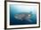 Whale Shark-Michele Westmorland-Framed Photographic Print