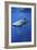 Whale Shark-Lantern Press-Framed Art Print