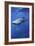 Whale Shark-Lantern Press-Framed Art Print