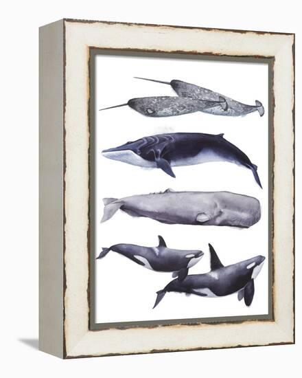 Whale Stack II-Grace Popp-Framed Stretched Canvas