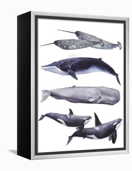 Whale Stack II-Grace Popp-Framed Stretched Canvas