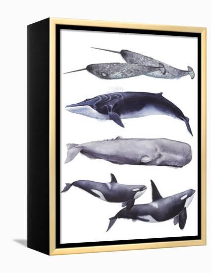 Whale Stack II-Grace Popp-Framed Stretched Canvas