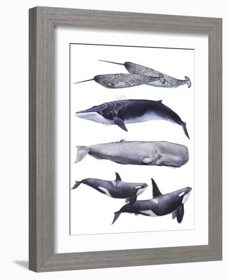 Whale Stack II-Grace Popp-Framed Art Print