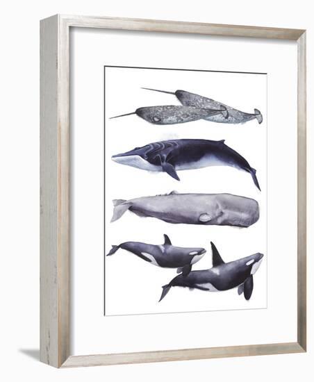 Whale Stack II-Grace Popp-Framed Art Print