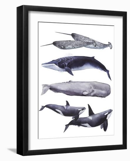 Whale Stack II-Grace Popp-Framed Art Print