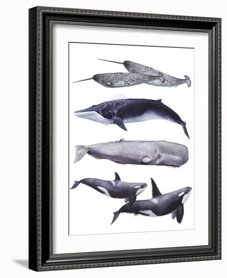 Whale Stack II-Grace Popp-Framed Art Print