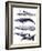 Whale Stack II-Grace Popp-Framed Art Print