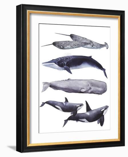 Whale Stack II-Grace Popp-Framed Art Print