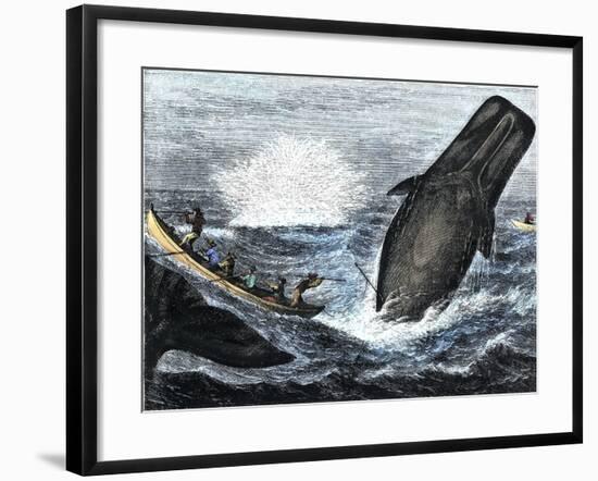 Whale Struck by a Harpoon While Breaching, c.1800-null-Framed Giclee Print