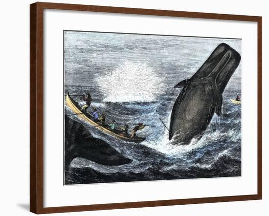 Whale Struck by a Harpoon While Breaching, c.1800-null-Framed Giclee Print