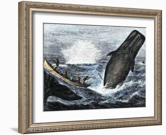 Whale Struck by a Harpoon While Breaching, c.1800-null-Framed Giclee Print