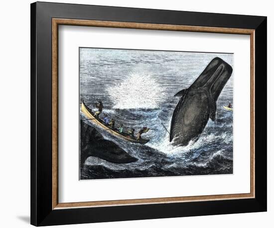 Whale Struck by a Harpoon While Breaching, c.1800-null-Framed Giclee Print