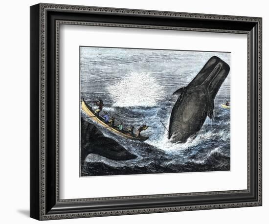 Whale Struck by a Harpoon While Breaching, c.1800-null-Framed Giclee Print