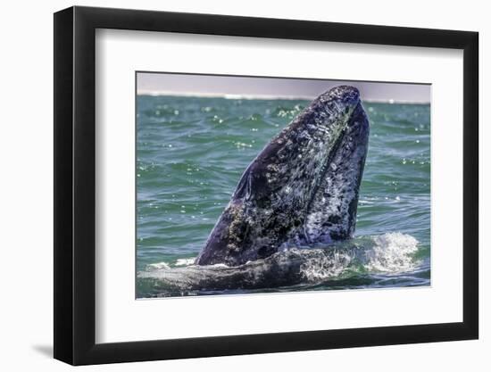 Whale Surfaces in Baja California-Art Wolfe-Framed Photographic Print