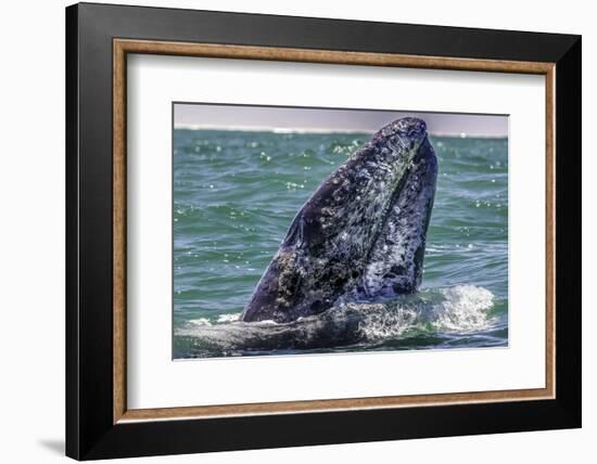 Whale Surfaces in Baja California-Art Wolfe-Framed Photographic Print