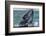 Whale Surfaces in Baja California-Art Wolfe-Framed Photographic Print