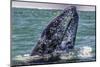 Whale Surfaces in Baja California-Art Wolfe-Mounted Photographic Print