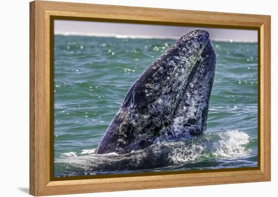 Whale Surfaces in Baja California-Art Wolfe-Framed Premier Image Canvas