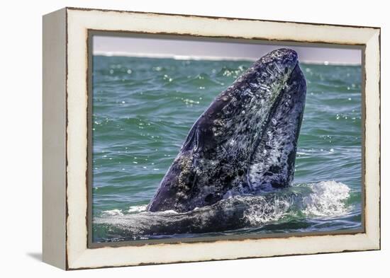 Whale Surfaces in Baja California-Art Wolfe-Framed Premier Image Canvas
