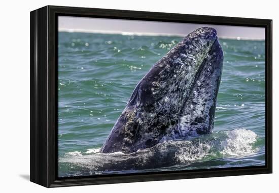 Whale Surfaces in Baja California-Art Wolfe-Framed Premier Image Canvas