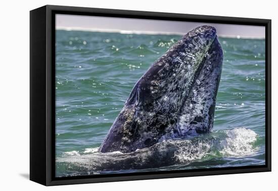 Whale Surfaces in Baja California-Art Wolfe-Framed Premier Image Canvas
