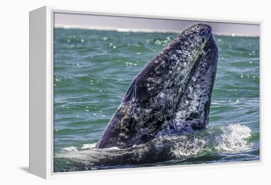 Whale Surfaces in Baja California-Art Wolfe-Framed Premier Image Canvas