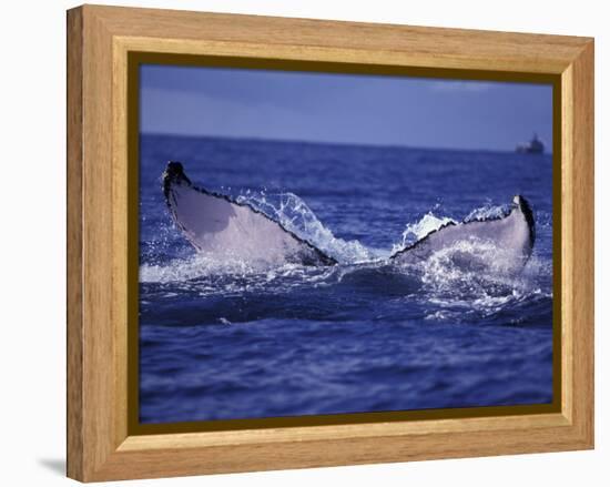 Whale Tail, Alaska, USA-Amos Nachoum-Framed Premier Image Canvas