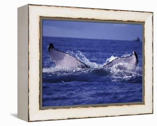 Whale Tail, Alaska, USA-Amos Nachoum-Framed Premier Image Canvas