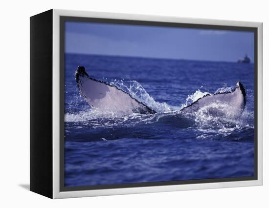 Whale Tail, Alaska, USA-Amos Nachoum-Framed Premier Image Canvas
