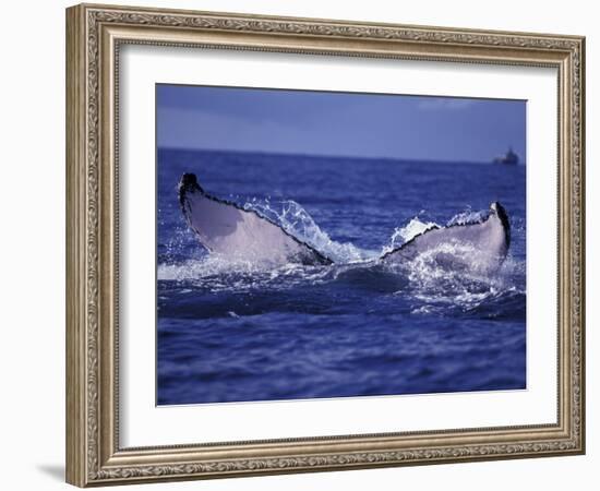 Whale Tail, Alaska, USA-Amos Nachoum-Framed Photographic Print