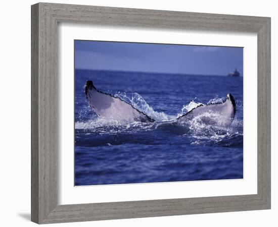 Whale Tail, Alaska, USA-Amos Nachoum-Framed Photographic Print