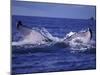 Whale Tail, Alaska, USA-Amos Nachoum-Mounted Photographic Print