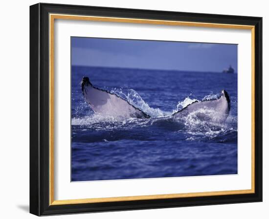 Whale Tail, Alaska, USA-Amos Nachoum-Framed Photographic Print