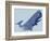 Whale-null-Framed Giclee Print