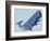 Whale-null-Framed Giclee Print