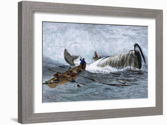 Whalers in Longboats Lancing a Whale with Harpoons, 1800s-null-Framed Giclee Print