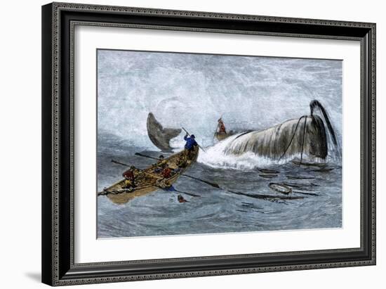 Whalers in Longboats Lancing a Whale with Harpoons, 1800s-null-Framed Premium Giclee Print