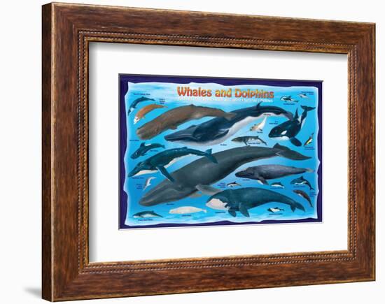 Whales and Dolphins for Kids-null-Framed Premium Giclee Print