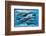 Whales and Dolphins for Kids-null-Framed Premium Giclee Print