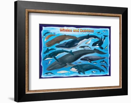 Whales and Dolphins for Kids-null-Framed Premium Giclee Print