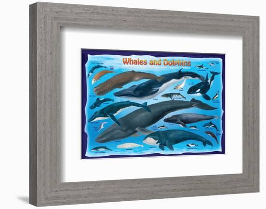 Whales and Dolphins for Kids-null-Framed Premium Giclee Print