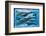 Whales and Dolphins for Kids-null-Framed Premium Giclee Print