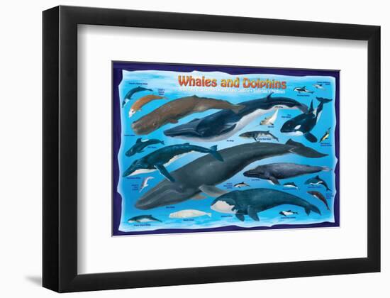 Whales and Dolphins for Kids-null-Framed Premium Giclee Print