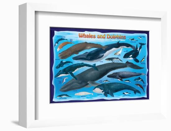 Whales and Dolphins for Kids-null-Framed Premium Giclee Print