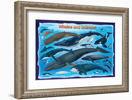 Whales and Dolphins for Kids-null-Framed Art Print